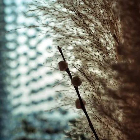 Eight Dimensions Capari Elafonissos